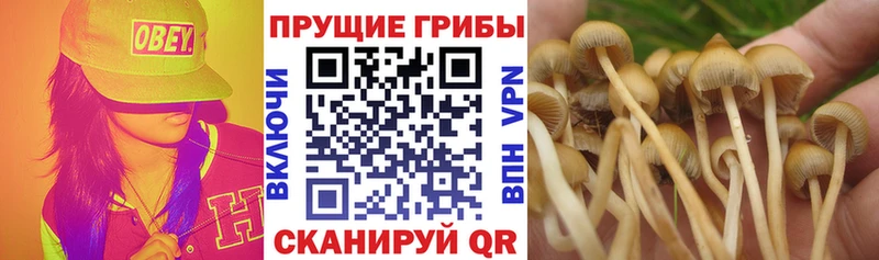 что такое   Апрелевка  Псилоцибиновые грибы Cubensis 